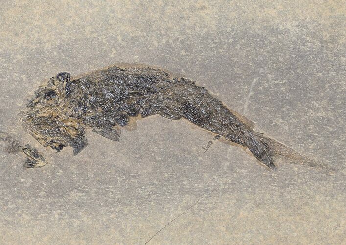 Permian Fossil Fish (Paramblypterus) - Germany #50720